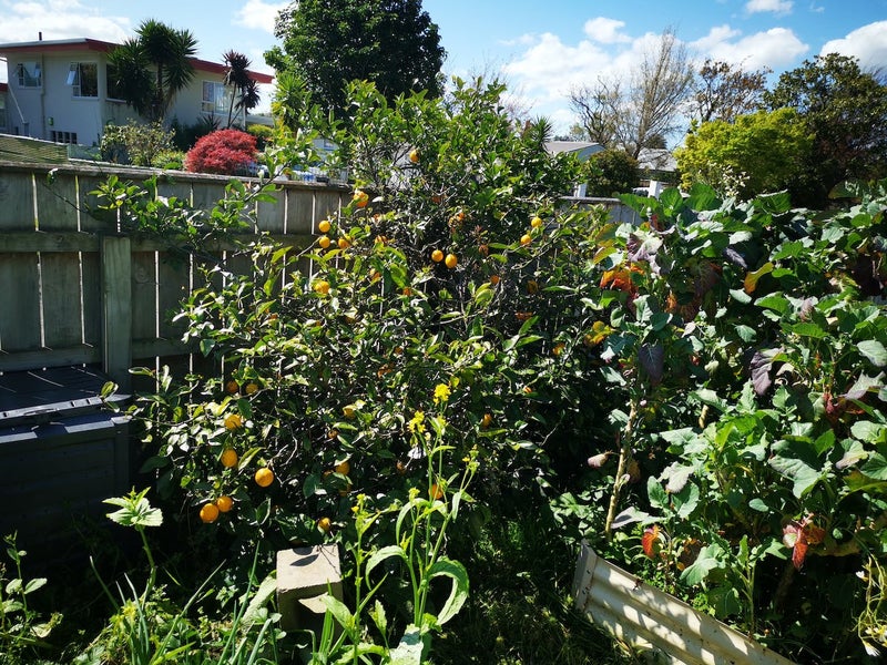 15 Sheffield Street, Awapuni, Palmerston North - Carousel 8