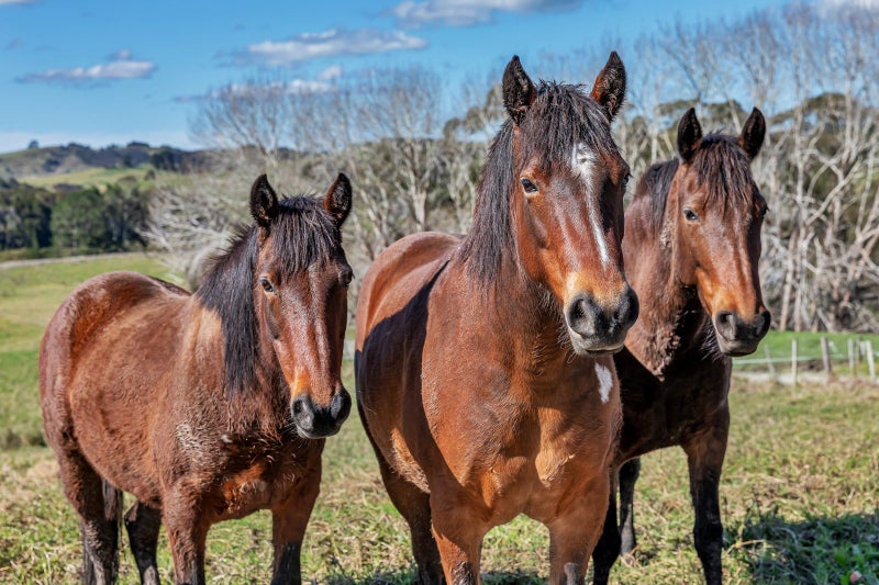 111 Petley Road, Paparoa - Carousel 15