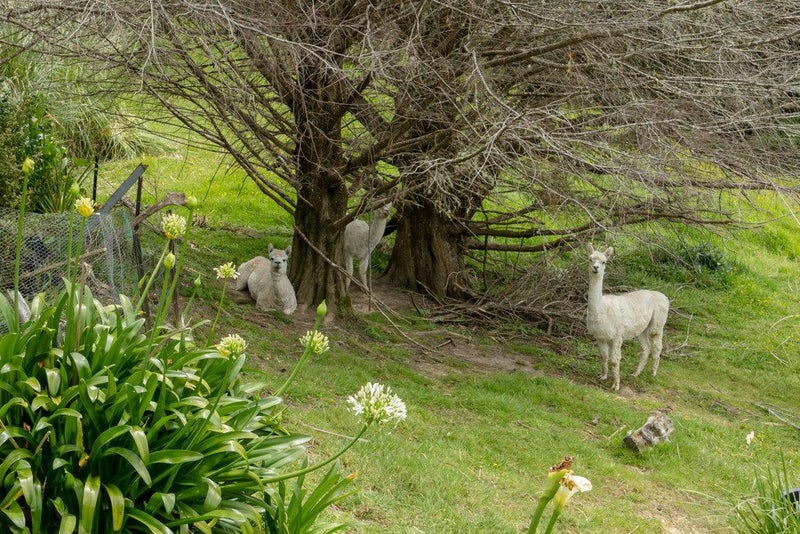 488 Wharehine Road, Wharehine, Wellsford - Carousel 21