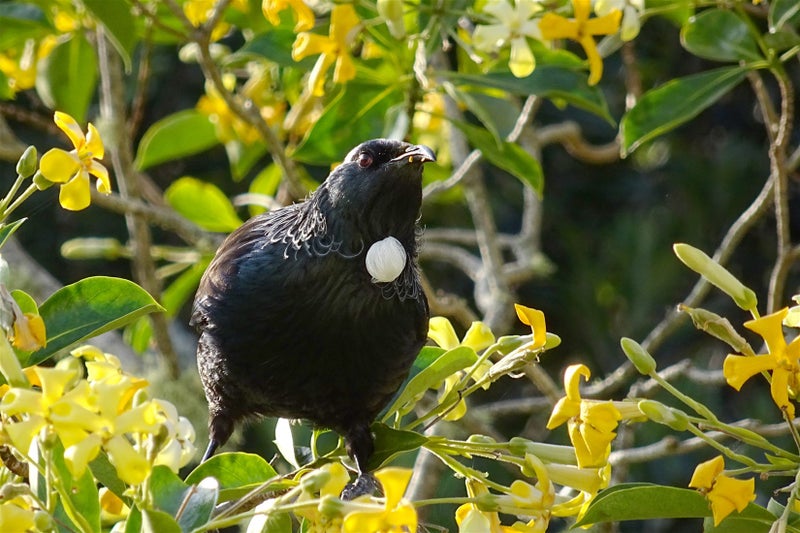 28 Admirals Court Drive, Greenhithe, Auckland - Carousel 22