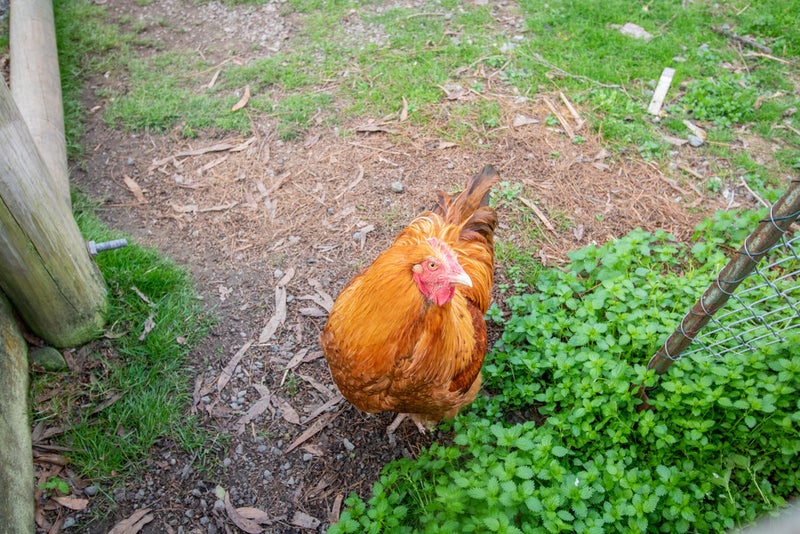 233 State Highway 2, Masterton - Carousel 23