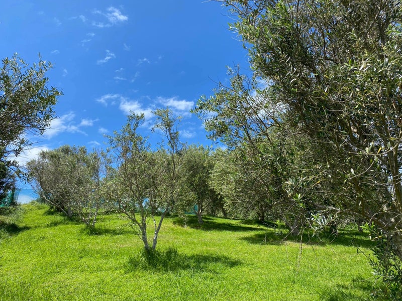 68 Korora Road, Oneroa, Waiheke Island - Carousel 18