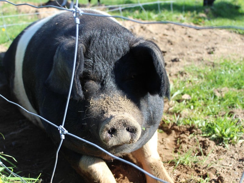 2110 Manawahe Road, Pikowai, Matatā - Carousel 18