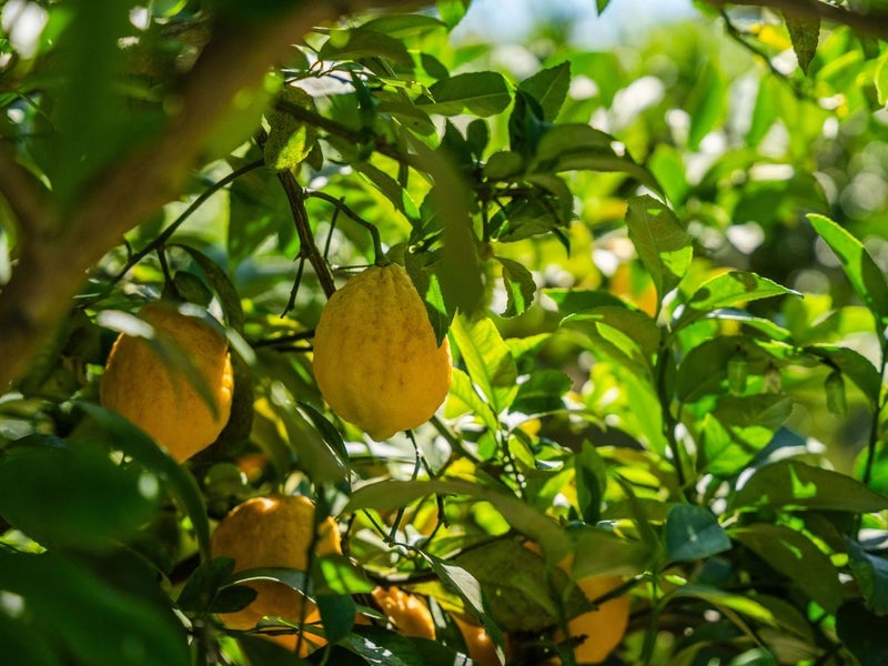 26 The Circle, Nukuhau, Taupo - Carousel 26