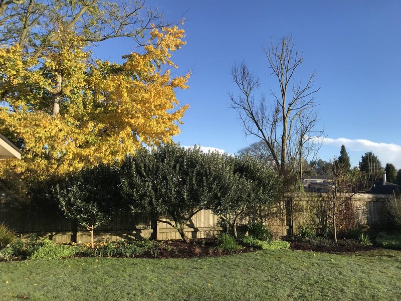 32A Bryce Street, Kihikihi, Te Awamutu - Carousel 5