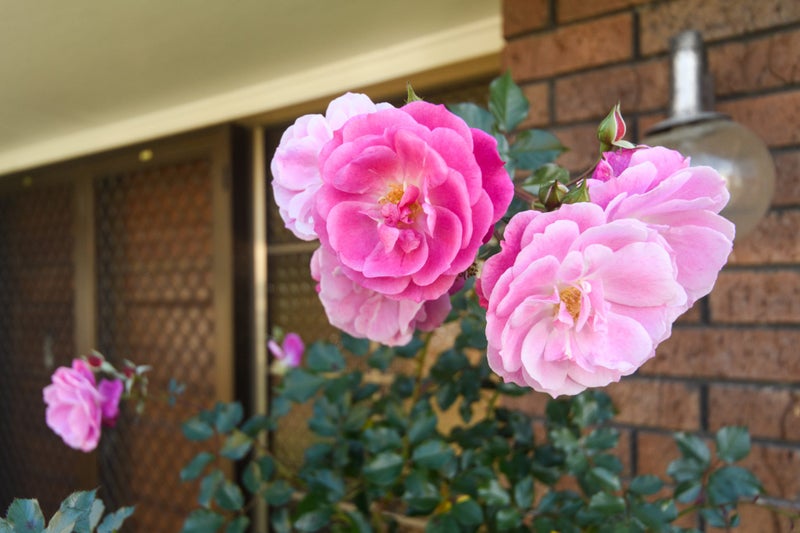 44 Pencarrow Street, Highbury, Palmerston North - Carousel 35