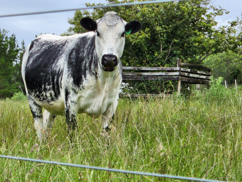 783 Mangorei Road, Mangorei - Carousel 50