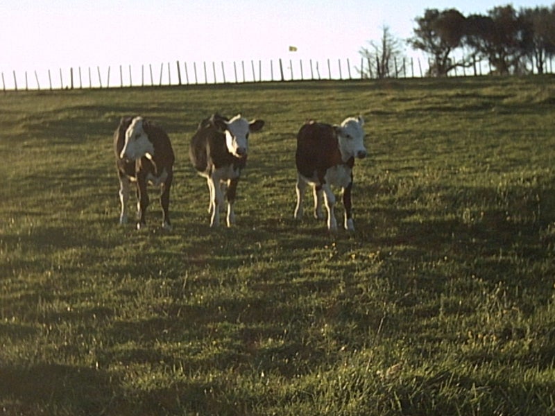 65 Kauri Mountain Road, TAIHARURU - Carousel 16