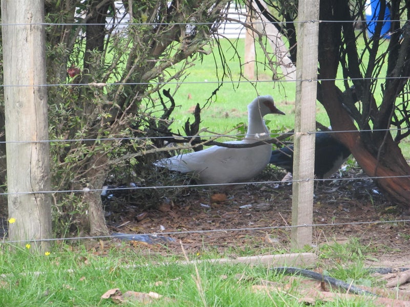 909 State Highway 2, Masterton - Carousel 30