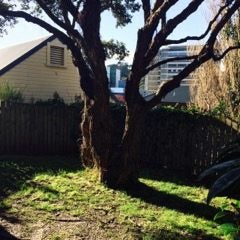 22D Hall Street, Newtown, Wellington - Carousel 12