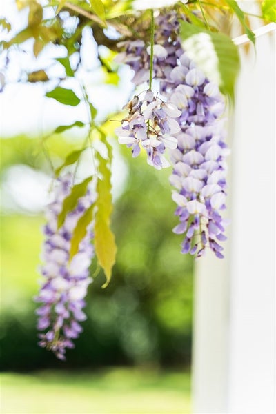 18 Meadowstone Lane, Whangarei - Carousel 25