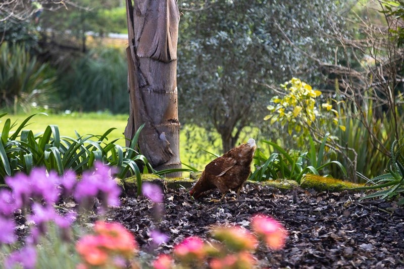 1 Bruce MacGregor Lane, Puhoi, Warkworth - Carousel 22