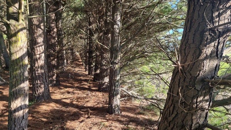 480 Pesters Road, West Eyreton - Carousel 19