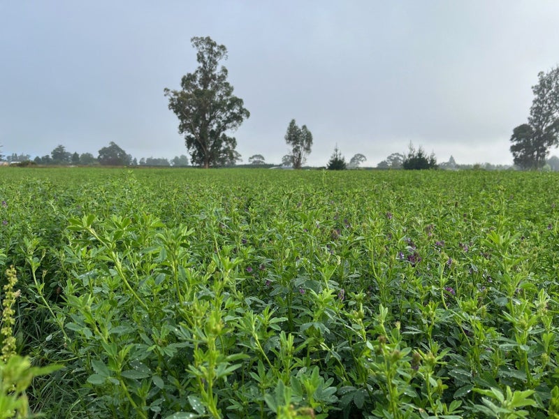 783 Marshmans Road, Sefton - Carousel 5