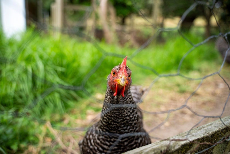 136 Knight Road, Whangarei - Carousel 2