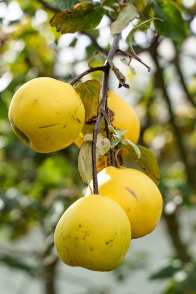 2/90 Conway Street, Somerfield, Christchurch - Carousel 34