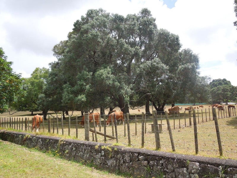 3/49 Turama Road, Royal Oak, Auckland - Carousel 20