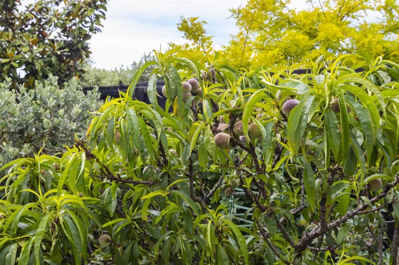 34 Sioux Avenue, Wigram, Christchurch - Carousel 22