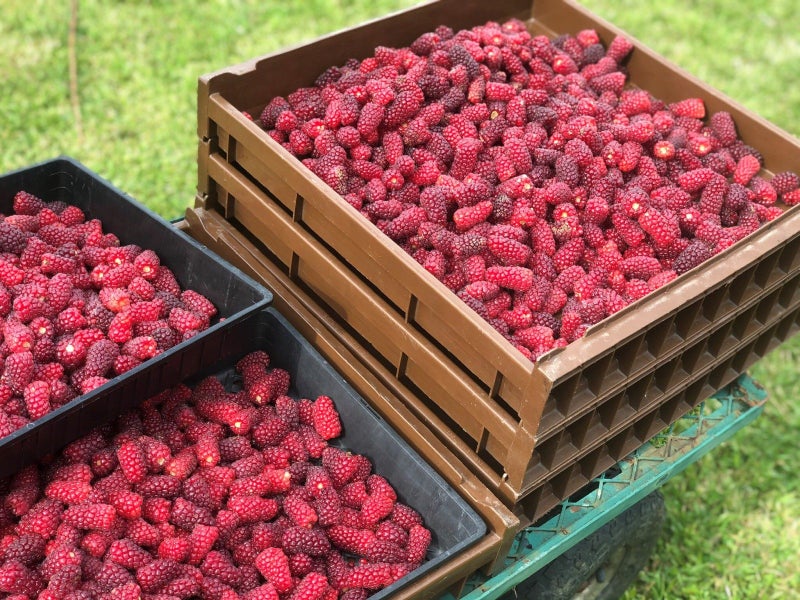 0 State Highway 7, Ikamatua, Blackball - Carousel 21