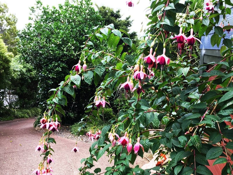 9 Erua Road, Ostend, Waiheke Island - Carousel 11