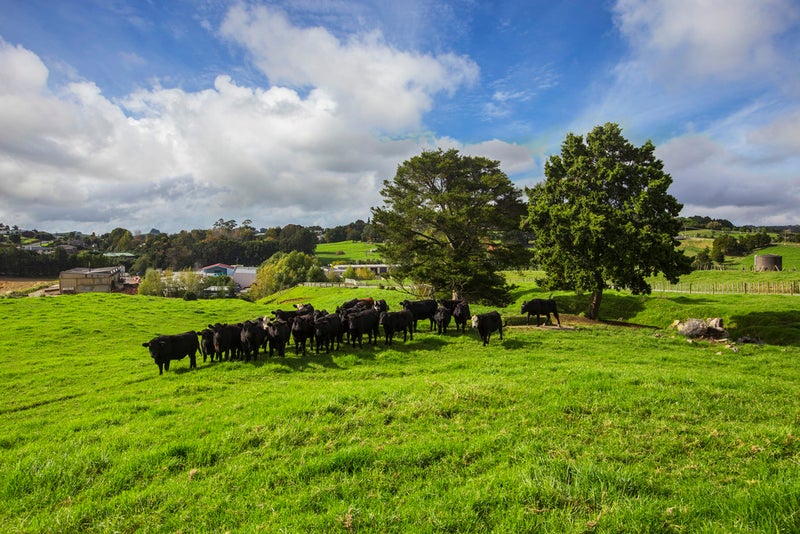 220 Falls Road, Warkworth, Warkworth - Carousel 20