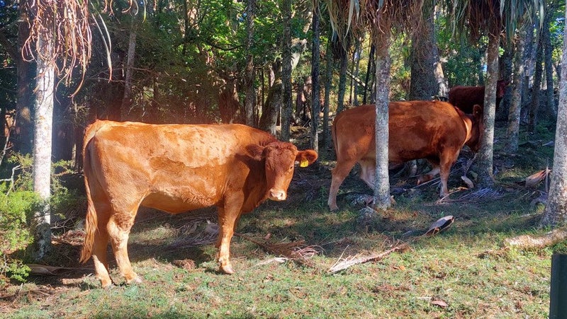 0 Akerama Road, Hukerenui, Hikurangi - Carousel 36