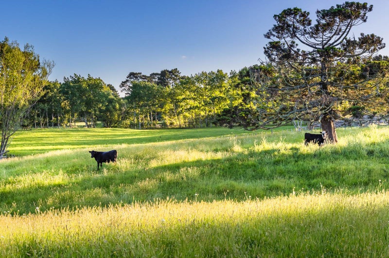 75 Farrand Road, Kumeū - Carousel 22