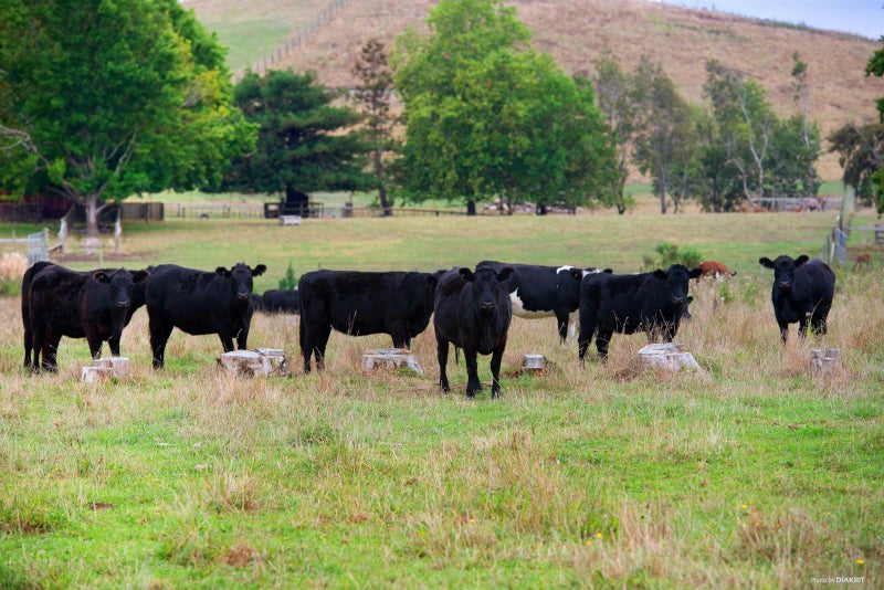 294 Mangatangi Road, Mangatangi, Mangatāwhiri - Carousel 1
