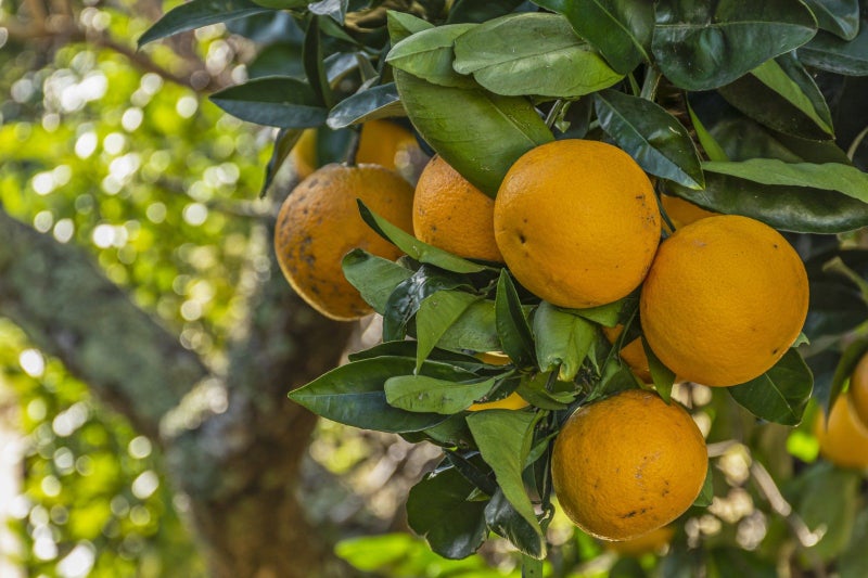 75 Watling Street, Gate Pa, Tauranga - Carousel 16