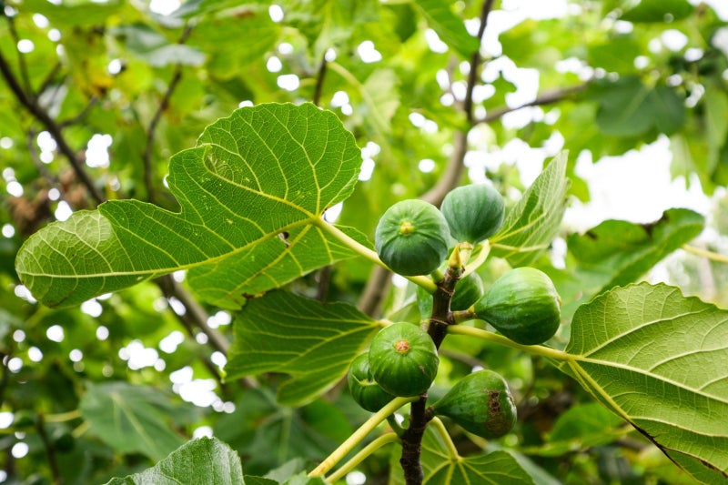 97 Savage Crescent, West End, Palmerston North - Carousel 30