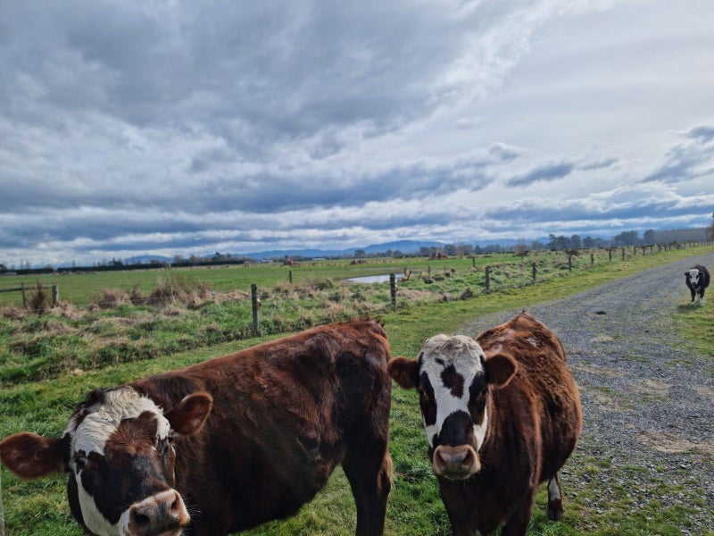 103 Mountvista Road, Fernside, Rangiora - Carousel 10