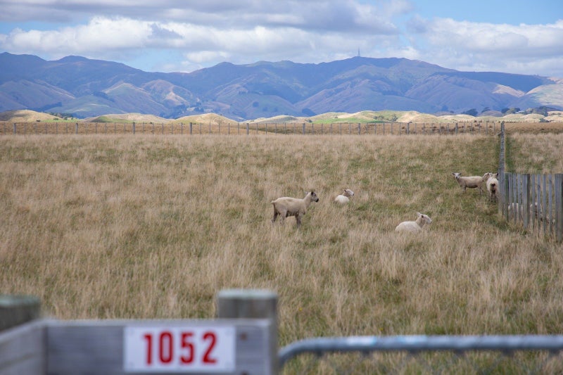 1052 Taonui Road, Colyton, Feilding - Carousel 6