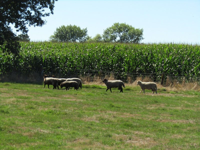 452 Holland Road, Eureka - Carousel 22