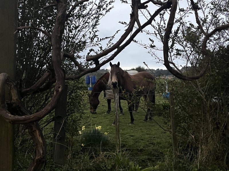 1344 Alfriston Road, Alfriston, Auckland - Carousel 29