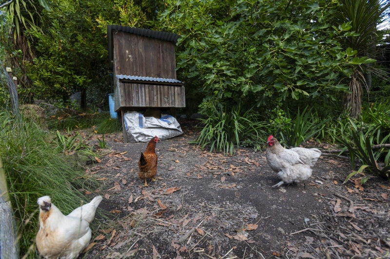 15 Adams Road, Whataupoko, Gisborne - Carousel 33