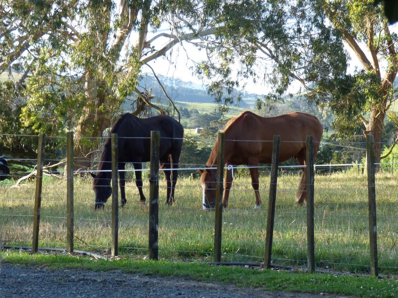 0 Malone Road, Poroti, Whangarei - Carousel 1