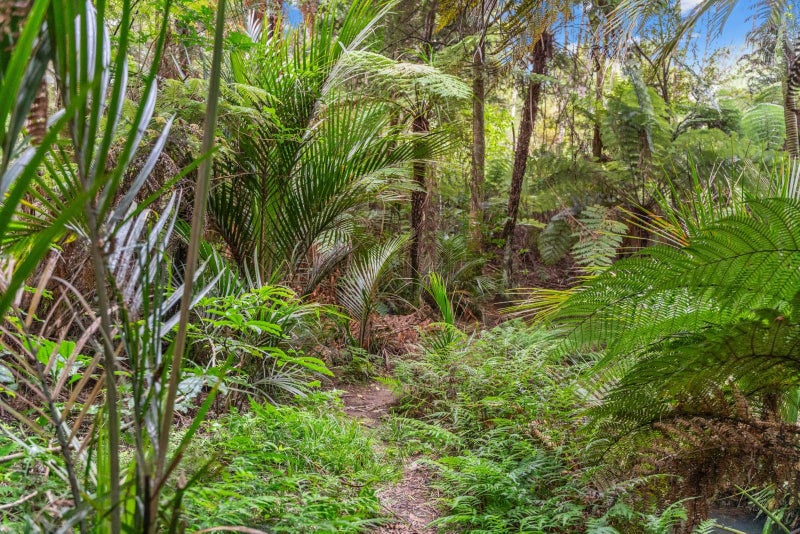 40 Olive Grove, Kaiwaka - Carousel 50