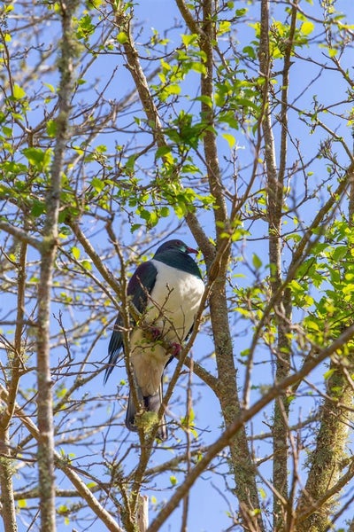 3 Penmoral Lane, Lower Kaimai - Carousel 19