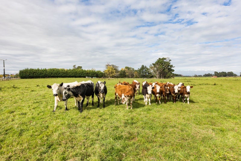 418 Rongotea Road, Palmerston North - Carousel 32