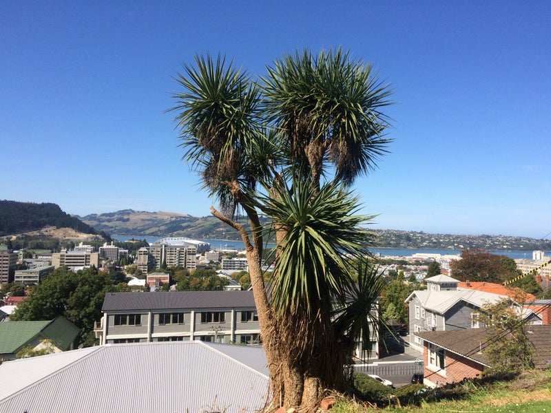 4 Kyber Pass, North Dunedin, Dunedin - Carousel 14