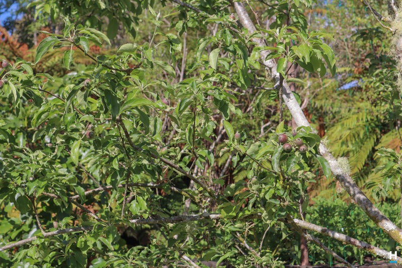 81 Otira Highway, Kumara - Carousel 50