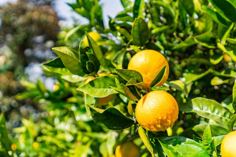 49 Kamo Road, Regent, Whangarei - Carousel 24