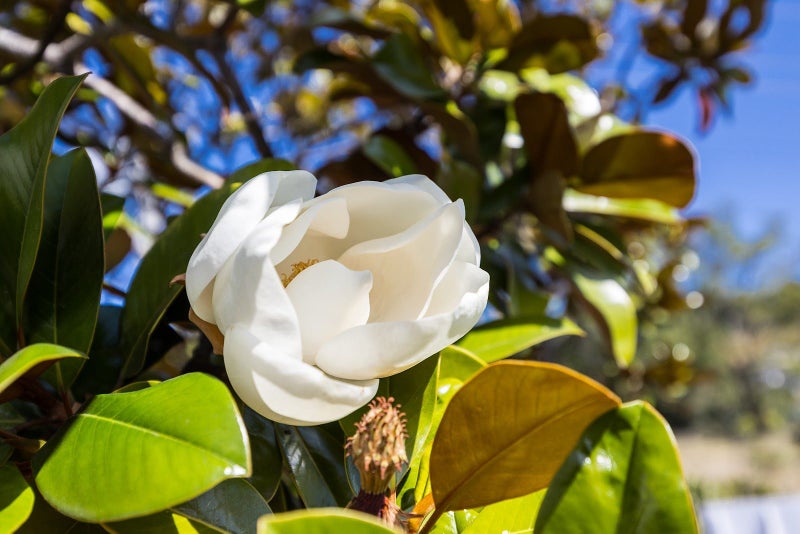 8 Magnolia Lane, Mosgiel, Mosgiel - Carousel 27