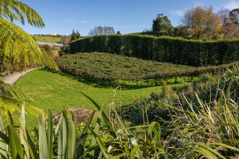 394 Old Highway, Whakamarama, Whakamārama - Carousel 2