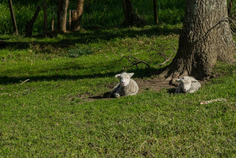 53 Young Access, Silverdale - Carousel 1