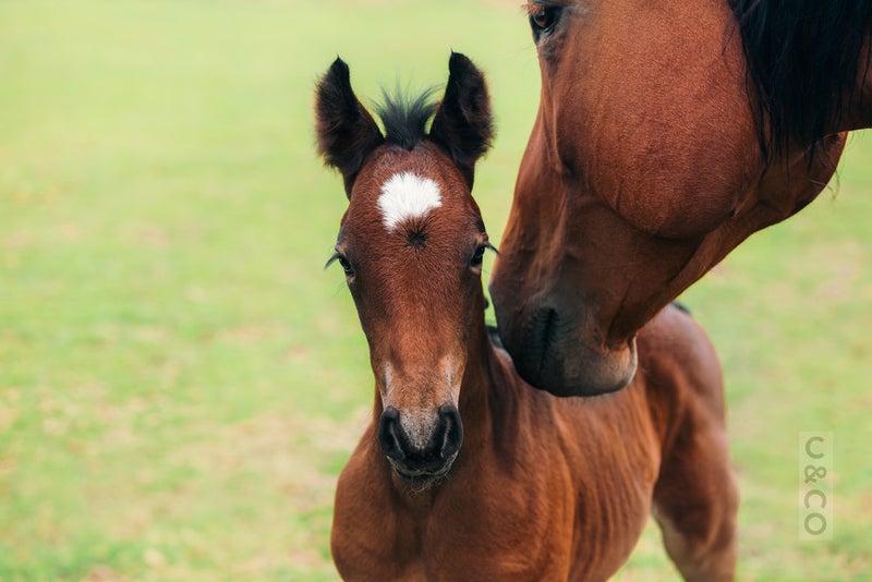 271 Waitakere Road, Henderson - Carousel 1