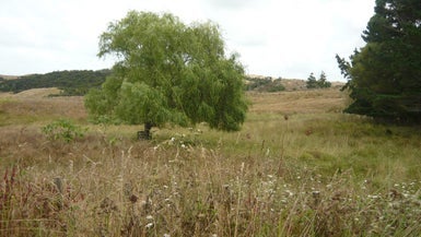 87 Rangiora Road, Kaiwaka, Kaiwaka - Carousel 1