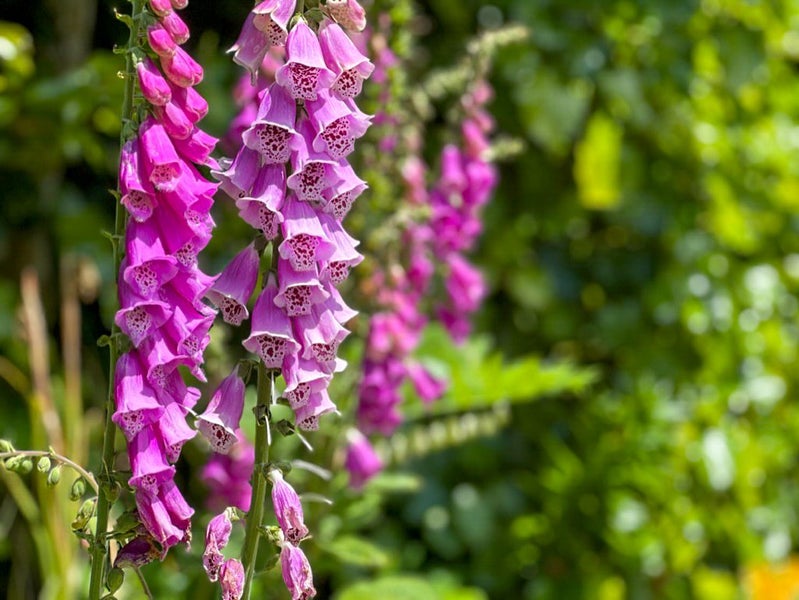 45 Wordsworth Street, Leamington, Cambridge - Carousel 27