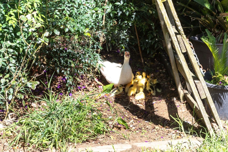 6006 State Highway 27, Waharoa - Carousel 2