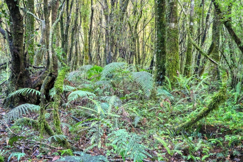 67C Blue Spur Road, Blue Spur, Hokitika - Carousel 46